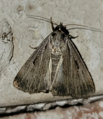 Tathorhynchus exsiccata