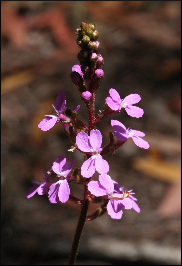 Stylidium productum