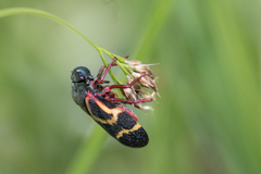 Deois flexuosa