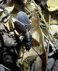 Anthiinae