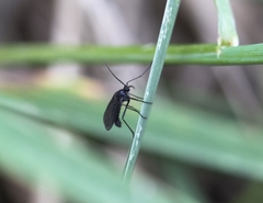 Sciara hemerobioides