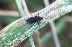 Sciara hemerobioides