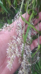 Melica sarmentosa