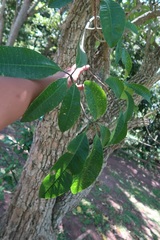 Tabernaemontana ventricosa