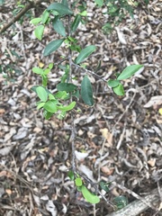 Sideroxylon obtusifolium