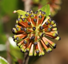 Cephalanthus natalensis