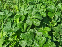 Potentilla intermedia