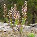Stylidium laricifolium - Photo (c) Michael Jefferies, algunos derechos reservados (CC BY-NC)