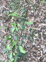 Sideroxylon obtusifolium