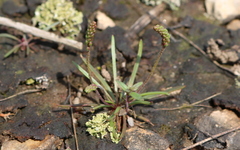 Plantago elongata