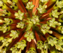 Cephalanthus natalensis