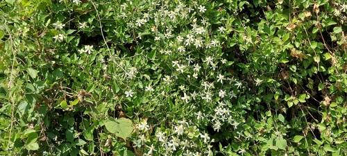 Deccan Clematis (Clematis triloba)