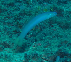 Ptereleotris heteroptera