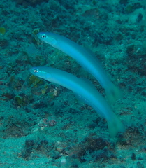 Ptereleotris heteroptera