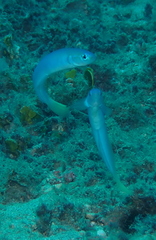 Ptereleotris heteroptera