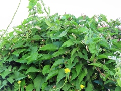 Convolvulus farinosus