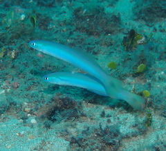 Ptereleotris heteroptera