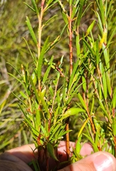 Empleurum unicapsulare