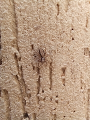 Menemerus bivittatus