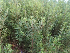 Searsia angustifolia