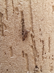 Menemerus bivittatus