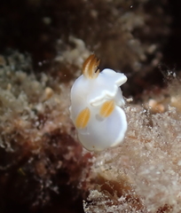 Ardeadoris angustolutea