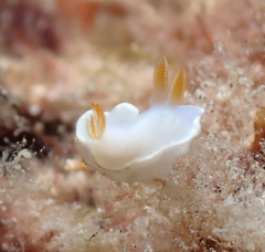 Ardeadoris angustolutea