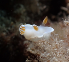 Ardeadoris angustolutea