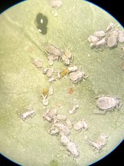 Aphidoletes
