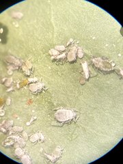 Aphidoletes