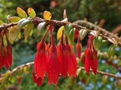 Agapetes serpens