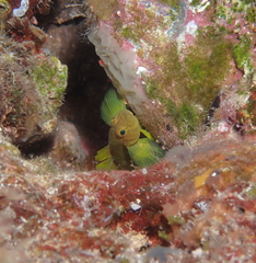 Priolepis aureoviridis
