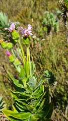 Senecio speciosissimus