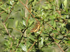 Telenassa berenice