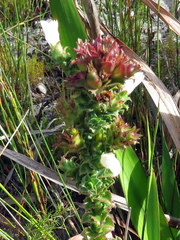 Roella amplexicaulis