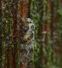 Trichadenotecnum majus
