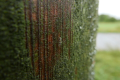 Trichadenotecnum majus