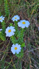 Osmitopsis parvifolia