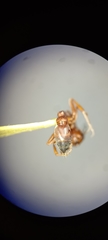 Pseudomyrmex