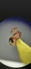 Pseudomyrmex