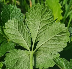 Potentilla intermedia