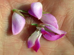 Indigofera cytisoides