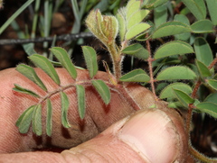 Indigofera sanguinea