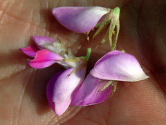 Indigofera cytisoides