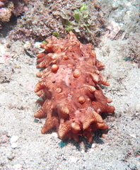Stichopus pseudohorrens
