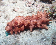 Stichopus pseudohorrens