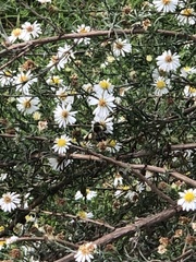 Symphyotrichum pilosum