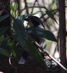 Telophorus olivaceus