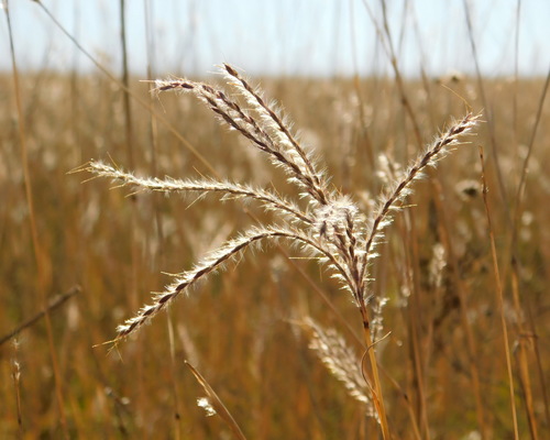 Bothriochloa ischaemum