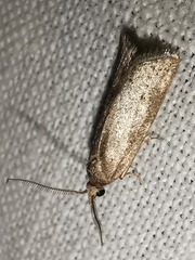 Ditula joannisiana